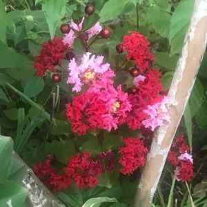 Meet your Posher, Joni